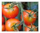 PREMIER SEEDS DIRECT Tomato - Gardeners Delight - 50 Finest Seeds (Organic/BIO)