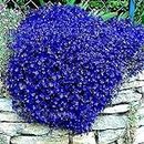100pcs/bag Creeping Thyme Seeds or Blue Rock Cress Seeds Perennial Ground Cover Flower, Natural Growth for Home Garden 8