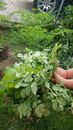 Dwarf moringa seeds  for planting 6 PCS