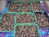 🍄 Morel Mushroom Spores- Grow Kit-  🍄 Organic - Spawn - Seeds