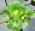Water Hyancinth - Floating Live Pond Plant by Aquarium Plants Discounts