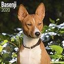 Basenji Calendar - Dog Breed Calendars - 2019 - 2020 Wall Calendars - 16 Month by Avonside