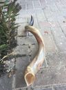 Yemenite Kudu Horn Shofar 60-70 Cm , Great Sound ✡ From Israel ✡