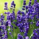 Kenware Lavender herb seeds F1 Hybrid Pack for home garden planting and Gardening VEGETABLE SEED (Lavender Herb)