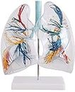2× Human Lung Anatomical Model and Bronchial Tree for Medical Education