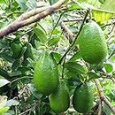 Gurveplantationi® - Care Hybrid Gandharaj Nimbu Lemon Plants For Home Garden Live with Black Plastic Pot