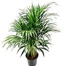 Garden Art Palm live plant Indoor Plant With Grower's Pot | Areca Palm