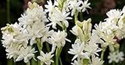 SIAM GARDEN Round The Year Flowering Plant Rajanigandha Highly Fragrant Flower Bulbs/Seeds (Double Tuberose) 20 Live Bulb