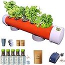 Happy Squirrel Beginner Hydroponic Kit for Home (5 Plants) Hydroponic System | Ideal to Place in Balcony, Window, Office | Grow Leafy Herbs & Greens Like Spinach, Mint, Coriander, Lettuce, Basil etc.