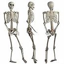 Halloween Decoration Skeleton Poseable Decoration Life Size 165cm Party Prop Graveyard Bones