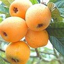 20pcs Loquat Tree Seeds Growing Kit Home Garden Kit Planting Moistened Lung Cough Relief Fruit Seedlings Loquat Seed. 1size: Only seeds