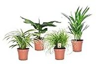 Plant in a Box - Plantes d'intérieur amies des animaux - Mélange de 4 - Purifiant l'air - Pot 12cm - Hauteur 20-40cm