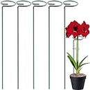 ecofynd 16 inches Metal Plant Stakes, Pack of 5 | Single Stem Flower Plant Support | Garden Plant Trellis for Amaryllis Orchid Lily Rose Tomatoes