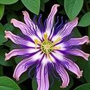 Passionflower Seeds Mixed Color 50 Pcs Seeds - Vine Perennial Non-GMO Flower Seeds