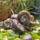 30+ Aquatic Snails Live Assorted Colors and Sizes with Floater Plants