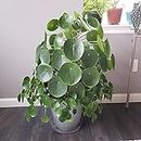 EverSneh Chinese Money Plant Pilea Peperomioides Indoor Plant Live pack of 1 With Black Pot 4 Inch Size