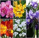 Seeds Patio Freesia Flower Bulbs Mixed (21 Bulbs in Each Pack) One of The Most Popular Flower Bulbs for Rain and Winter Seasons