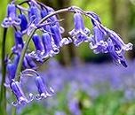 by Woodland bulbs® 50 x English Bluebells Bulbs - Hyacinthoides Non Scripta - Freshly Lifted to Order Premium Spring Flowering Garden Bulbs Plant with Snowdrops (Free UK P&P)