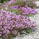 100pcs/bag Creeping Thyme Seeds or Blue Rock Cress Seeds Perennial Ground cover flower, Natural growth for home garden