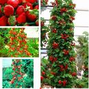 40 pz semi di fragola rampicante rossi di alta qualità, pianta da frutto da giardino, delizioso