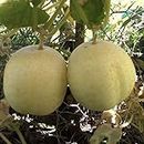 Crystal Apple Cucumber - Cucumis Sativus Vegetable Seeds, Home Garden Seeds ing by Heavy Torch, 15 Seeds