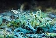 Blue Jelly Shrimp Tropical Freshwater Live Aquarium Shrimp 1.5-4cm (5 x Shrimp)