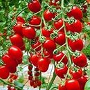 200 - Greek tomato seeds heirloom sweet gardening seeds plants non gmo vegetable seeds for home garden planting sent gift