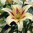 2 x Lilium OT Hybrids ‘Treelilies’ LAVON - Lovely Perennial Summer Bulbs - Stunning Yellow Star Shaped Flowers - Carefree & Easy to Grow - for Your Beautiful Garden