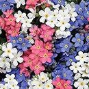 500 Pastel Mini Forget Me Not Seeds to Plant & Grow Pink Blue & White Flowers UK (500 Seeds)
