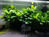 Anubias Nana Aquarium Plant - Healthy Freshly Trimmed - Multibuy Discount
