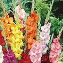 Kraft Seeds Gladiolus Flowering Bulbs (Multicolor, 15 Bulbs) | Fragrant Flower Plants Seeds for Home Gardening | Bulbs for Indoor Home Decor | Flowering Bulbs | Fresh Bulbs for Flower Pots