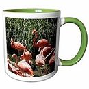 3dRose Mug_191695_7 San Diego Zoo, Flamingo, California, USA, Green, 11 oz