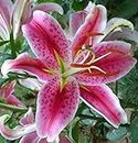 (3) Large Flowering Stargazer Lily Bulbs. Pink Oriental Lily, Beautiful Perennial for Any Garden, Seeds*Bulbs*Plants*&More