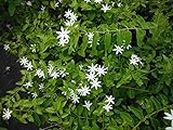 Aiden Gardens Jasmine Plants Jasminum multiflorum Star Jasmine Flower 1 Healthy Live Plant