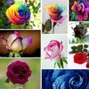 500 semillas híbridas de flores de rosa mixtas, raras semillas de plantas de rosa jardín hogar