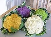 Golden Hills Farm® (AVG 500-2000) seeds Hybrid Cauliflower (Mixed) Seeds