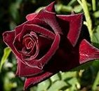 2016 Nero Baccara Rosa Semi 200 PZ Nero Rosa semi semi Fiore Giardino Casa Pianta a Fiore