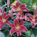 Pack 2 Bulbs/Tubers Oriental Lily 'Stargazer' Top Quality WPC.Prins Summer Bulbs