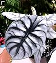 RADHA RANI PLANT HOUSE- Rare Alocasia "Silver Dragon" Imported Baginda Live Plant Indoor Outdoor Home,Office,Garden,Living Room,Decore Plant With Plastic Pot (Small Size)