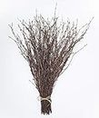 ECOVENIK Lot de 50 brindilles de bouleau - Branches de bouleau décoratives 100 % naturelles pour vases, centres de table et loisirs créatifs - Bâtons de bouleau pour décoration (40,6 à 45,7 cm)