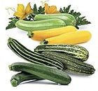 SeedsUP - 10+ Zucchini Summer Jackpot Bush - Vegetable Mix