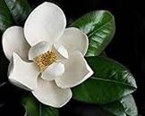 Nouveau frais 100 pcs Magnolia Grandi graines de fleurs
