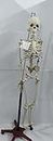 WKM Articulated Human Skeleton Model with Stand (5 feet) / Anatomical Model/Removable Arms and Legs, Easy to Assemble/Lab & Medical Use