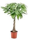 Plant in a Box - Pachira Aquatica - plante d'intérieur - Arbres à monnaie - Pot 17cm - Hauteur 60-70cm