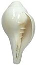 CENTORGANIC Original Conch Shell Blowing Shankh for Pooja (6 Inch, White)