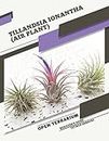 Tillandsia ionantha (Air Plant): Open terrarium, Beginner's Guide