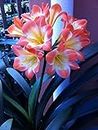Siddhi Vinayak Gallary® Clivia flower plants bulbs for Your Garden | lite red Clivia seeds Flowering Plants bulb | Summer Flowering bulbs for Planters pack of 1 bulb