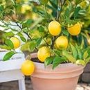 20 Dwarf lemon tree beautiful fruit bonsai potted Full of fragrance make you feel relax