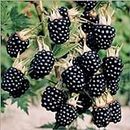 Grun BlackBerry Fruit High Yield Hybrid Rare Tropical Fruit Live Plant