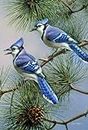 Toland Home Garden 1010433 Blue Jay Duet Decorative Birds/Outdoors House Yard Flag, 28" by 40"